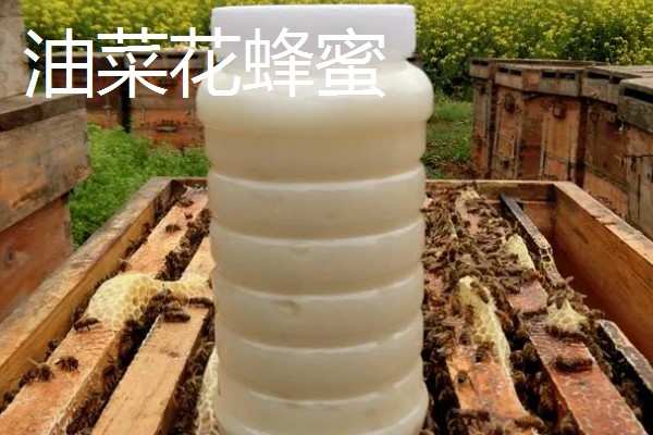 油菜花蜂蜜和槐花蜜的区别，蜜源和色泽均不同