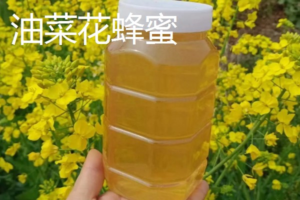油菜花蜂蜜和槐花蜜的区别，蜜源和色泽均不同