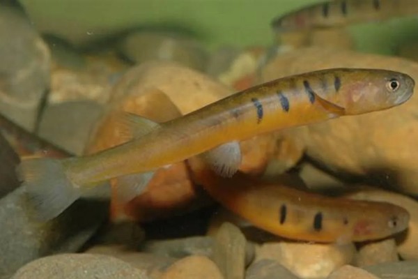 薄鳅简介，俗称火军鱼、花鱼、花斑鳅等