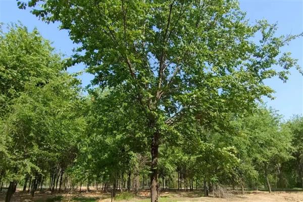 适合盐碱地的植物有哪些，常见的有白榆、白柳等