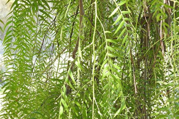 适合盐碱地的植物有哪些，常见的有白榆、白柳等