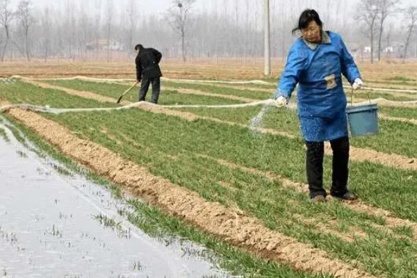 小麦如何根外追肥，根据具体情况而确定肥料种类