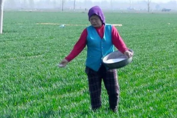 小麦如何根外追肥，根据具体情况而确定肥料种类