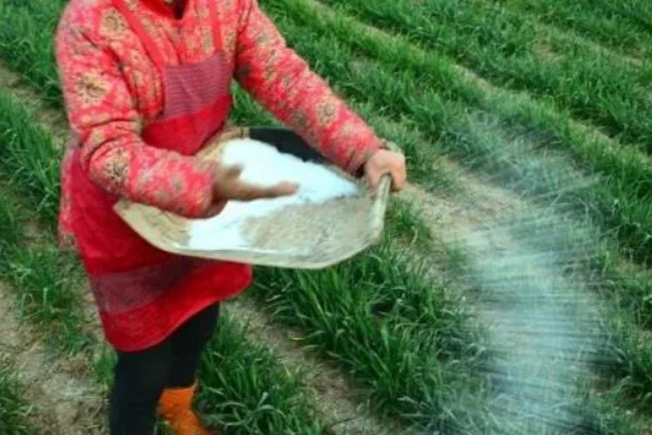 小麦如何根外追肥，根据具体情况而确定肥料种类