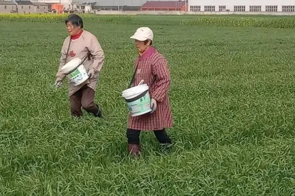 小麦如何根外追肥，根据具体情况而确定肥料种类
