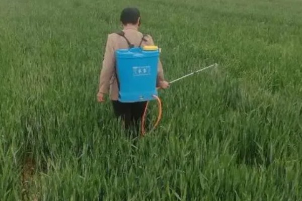 小麦如何根外追肥，根据具体情况而确定肥料种类