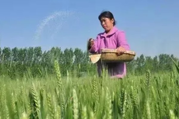 小麦如何根外追肥，根据具体情况而确定肥料种类