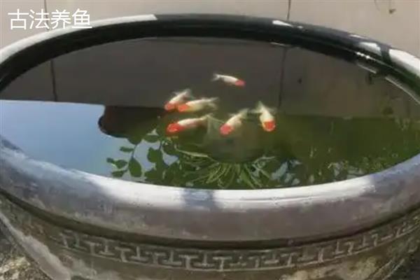 古法养鱼和现代养鱼的区别，鱼缸和设备均不同