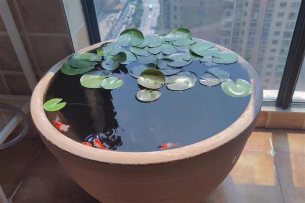 古法养鱼和现代养鱼的区别，鱼缸和设备均不同