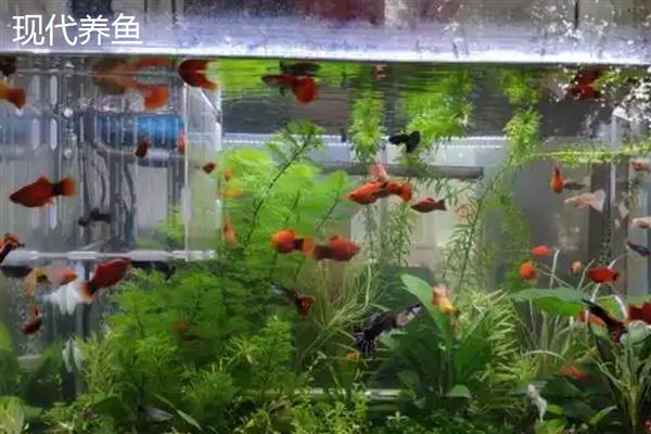 古法养鱼和现代养鱼的区别，鱼缸和设备均不同