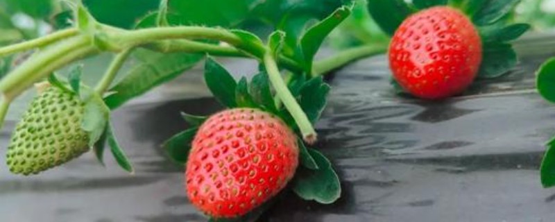 好吃的草莓品种，硕丰、明晶等品种的口感很不错