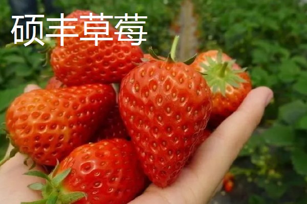 好吃的草莓品种，硕丰、明晶等品种的口感很不错