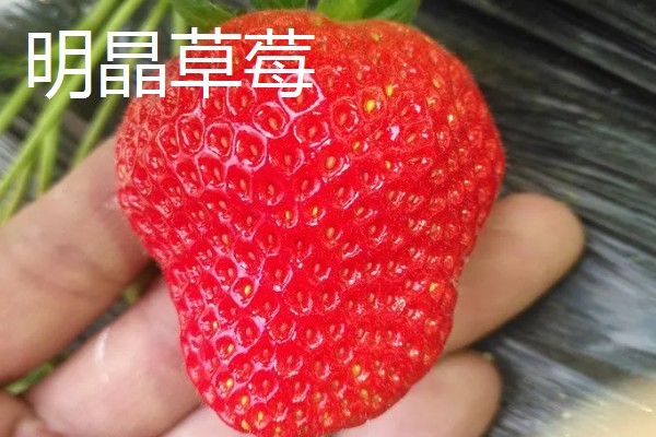 好吃的草莓品种，硕丰、明晶等品种的口感很不错