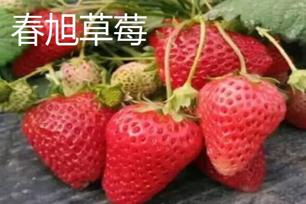 好吃的草莓品种，硕丰、明晶等品种的口感很不错