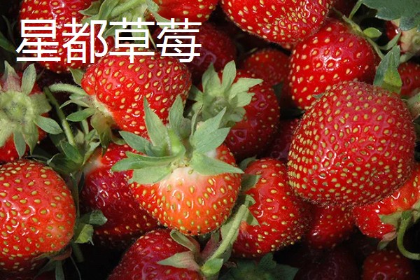 好吃的草莓品种，硕丰、明晶等品种的口感很不错