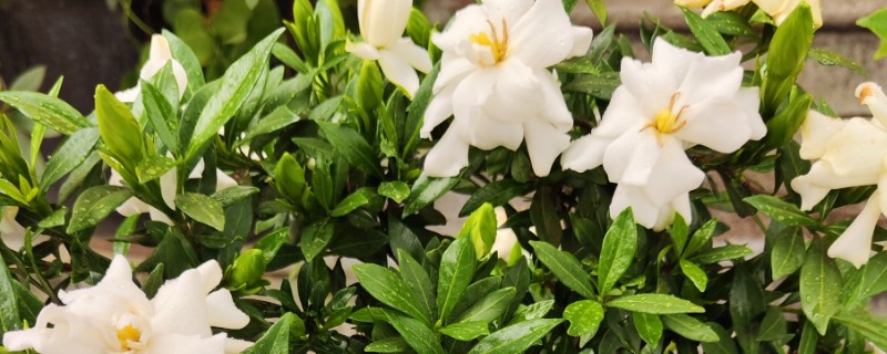 栀子花落蕾的原因及处理方法，可能是水分过多所致