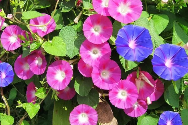 牵牛花秋季播种何时开放，一般会在翌年春季开花
