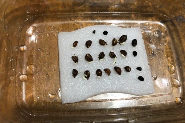 牵牛花秋季播种何时开放，一般会在翌年春季开花