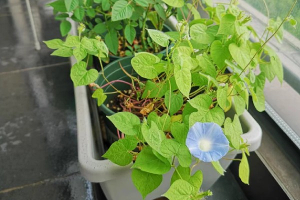 牵牛花秋季播种何时开放，一般会在翌年春季开花