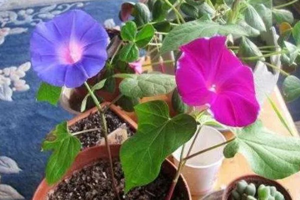 牵牛花秋季播种何时开放，一般会在翌年春季开花