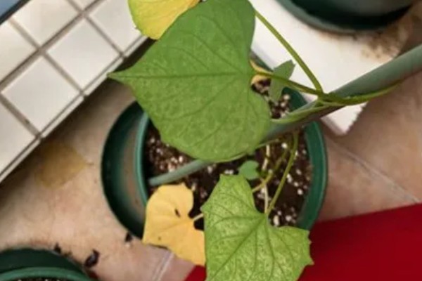 牵牛花秋季播种何时开放，一般会在翌年春季开花