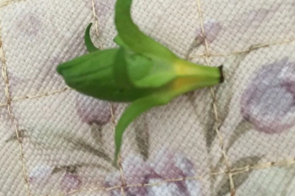 栀子花落蕾的原因及处理方法，可能是水分过多所致