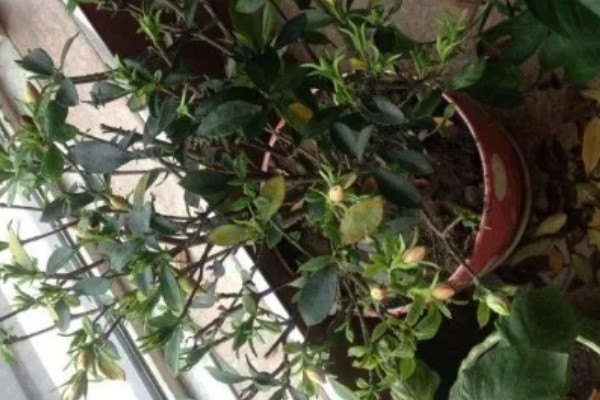 栀子花落蕾的原因及处理方法，可能是水分过多所致