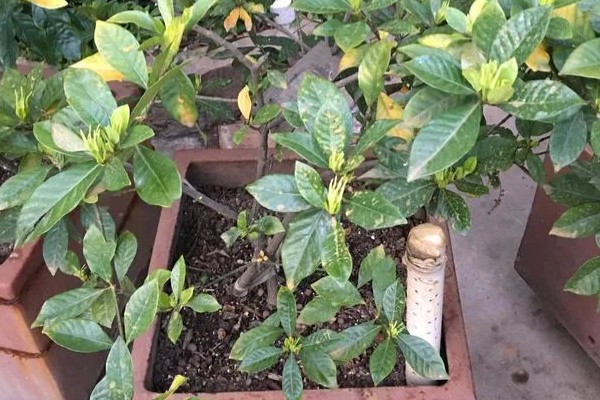 栀子花落蕾的原因及处理方法，可能是水分过多所致