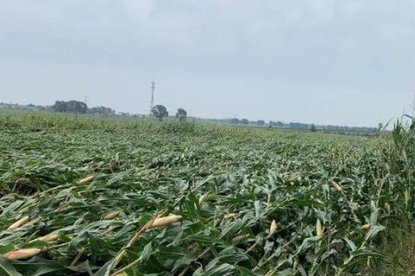 玉米拔节期倒伏怎么处理，发生在抽穗前7天需要人工扶起