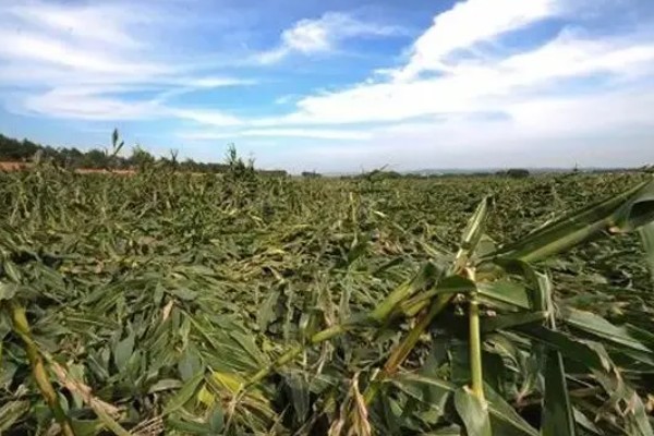 玉米拔节期倒伏怎么处理，发生在抽穗前7天需要人工扶起