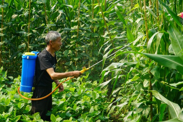 玉米拔节期倒伏怎么处理，发生在抽穗前7天需要人工扶起