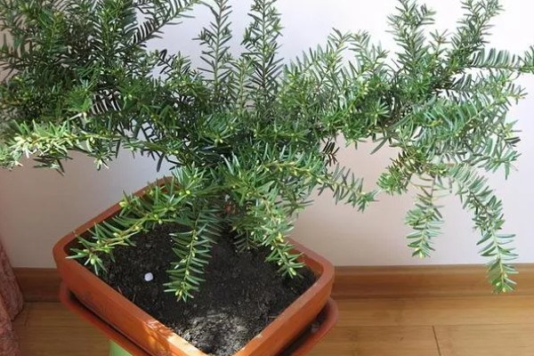 怎么养殖红豆杉，春秋季节每个星期浇一次水
