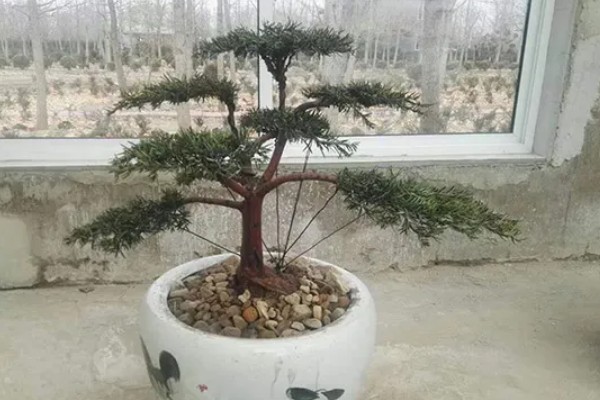 怎么养殖红豆杉，春秋季节每个星期浇一次水