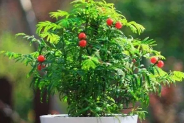 怎么养殖红豆杉，春秋季节每个星期浇一次水