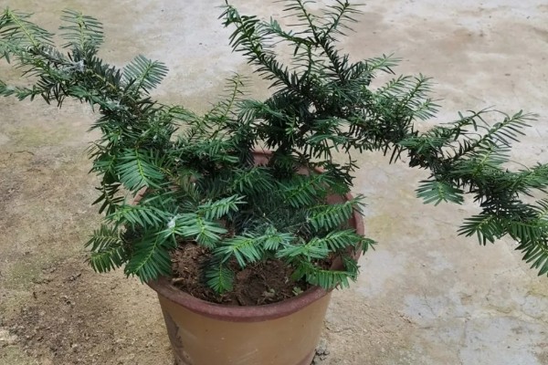 怎么养殖红豆杉，春秋季节每个星期浇一次水