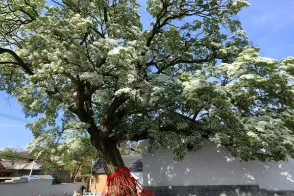 怎么修剪流苏树，主要在早春进行
