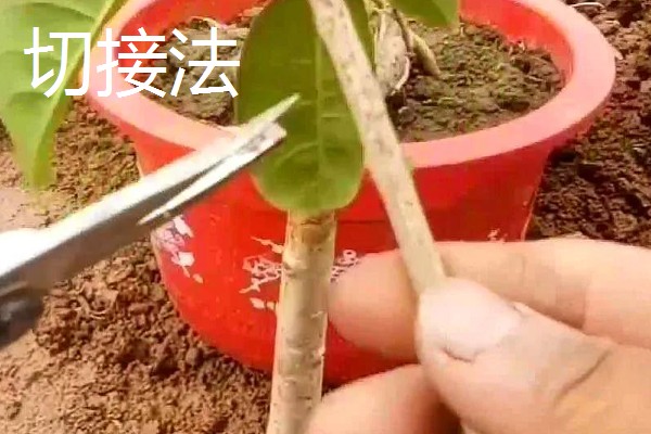 怎么修剪流苏树，主要在早春进行