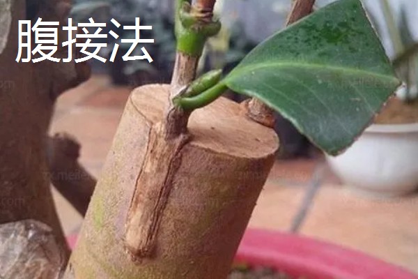 怎么修剪流苏树，主要在早春进行
