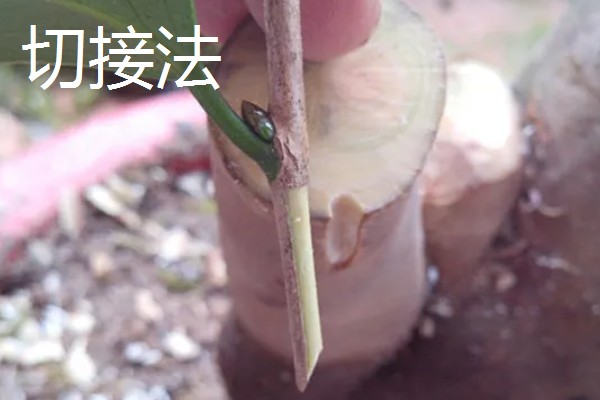 怎么修剪流苏树，主要在早春进行