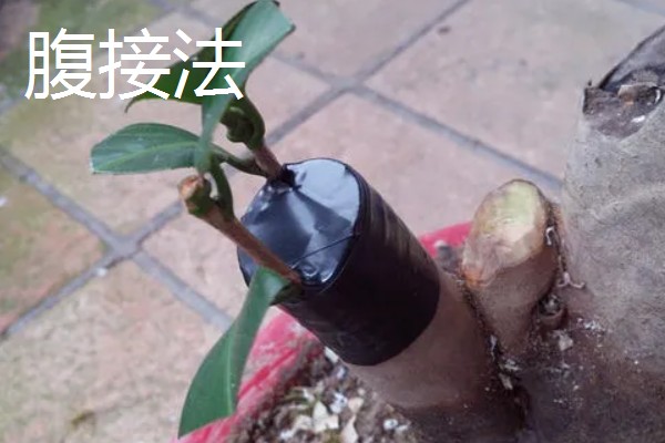 怎么修剪流苏树，主要在早春进行