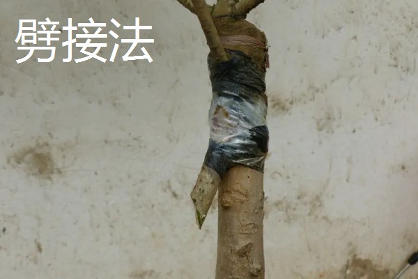 怎么修剪流苏树，主要在早春进行