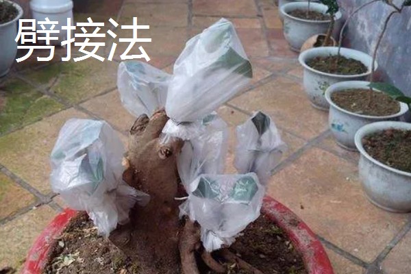怎么修剪流苏树，主要在早春进行