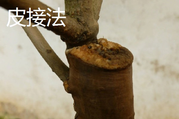 怎么修剪流苏树，主要在早春进行