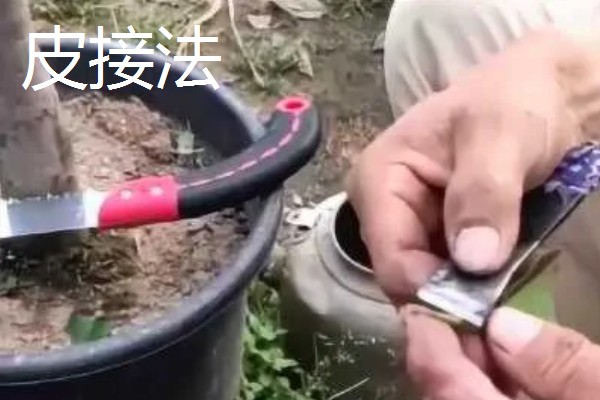 怎么修剪流苏树，主要在早春进行