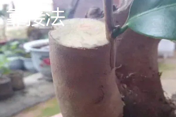 怎么修剪流苏树，主要在早春进行