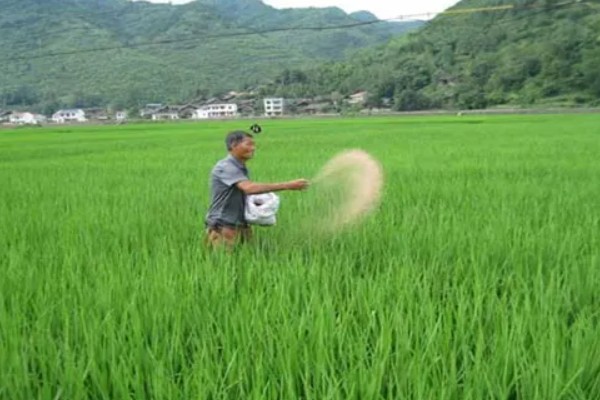 科学施肥技术应该怎么做，需加快肥料新产品推广