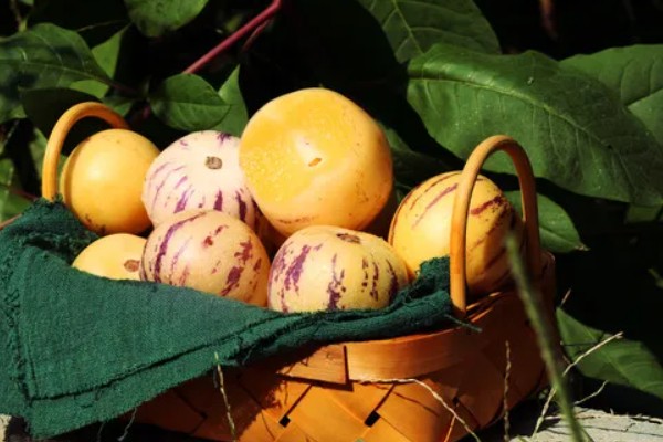 人参果籽能吃吗，人参果籽可以吃