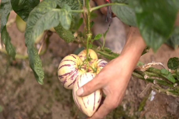 人参果籽能吃吗，人参果籽可以吃