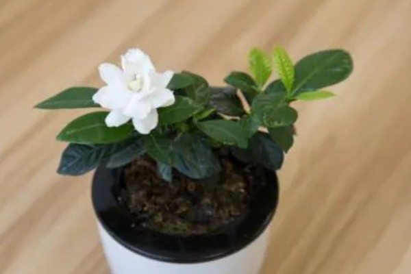 送栀子花代表的意思，寓意永恒的爱、鼓励支持等