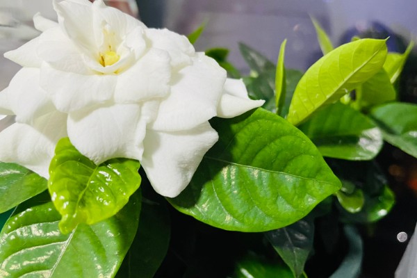送栀子花代表的意思，寓意永恒的爱、鼓励支持等